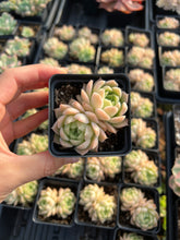 Load image into Gallery viewer, Echeveria White Maigan - April Farm/Rare Succulents
