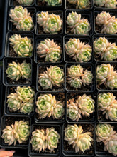 Load image into Gallery viewer, Echeveria White Maigan - April Farm/Rare Succulents