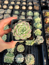 Load image into Gallery viewer, Echeveria Sideline Queen - April Farm/Rare Succulents