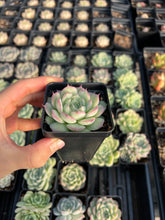 Load image into Gallery viewer, Echeveria Sideline Queen - April Farm/Rare Succulents