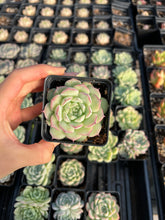 Load image into Gallery viewer, Echeveria Sideline Queen - April Farm/Rare Succulents