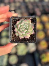 Load image into Gallery viewer, Echeveria Sideline Queen - April Farm/Rare Succulents
