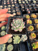 Load image into Gallery viewer, Echeveria Sideline Queen - April Farm/Rare Succulents