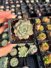 Load image into Gallery viewer, Echeveria Sideline Queen - April Farm/Rare Succulents