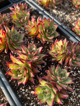 Load image into Gallery viewer, Echeveria Agavoides Ebony sp. - April Farm/Rare Succulents