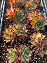 Load image into Gallery viewer, Echeveria Agavoides Ebony sp. - April Farm/Rare Succulents