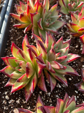 Load image into Gallery viewer, Echeveria Agavoides Ebony sp. - April Farm/Rare Succulents