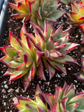Load image into Gallery viewer, Echeveria Agavoides Ebony sp. - April Farm/Rare Succulents