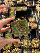 Load image into Gallery viewer, Echeveria Firefly (mini succulent) - April Farm/Rare Succulents