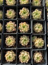 Load image into Gallery viewer, Echeveria White Maigan - April Farm/Rare Succulents