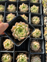Load image into Gallery viewer, Echeveria White Maigan - April Farm/Rare Succulents