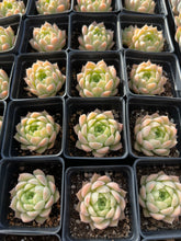Load image into Gallery viewer, Echeveria White Maigan - April Farm/Rare Succulents