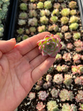 Load image into Gallery viewer, Echeveria Maigan hybrid (mini plant) - April Farm/Rare Succulents