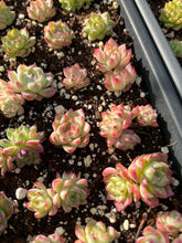 Load image into Gallery viewer, Echeveria Maigan hybrid (mini plant) - April Farm/Rare Succulents