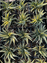 Load image into Gallery viewer, Haworthia limifolia variegata - April Farm/Rare Succulents