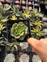 Load image into Gallery viewer, Echeveria Tesla - April Farm/Rare Succulents