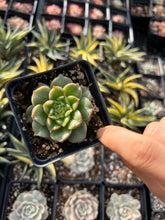 Load image into Gallery viewer, Echeveria Tesla - April Farm/Rare Succulents