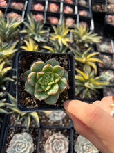 Load image into Gallery viewer, Echeveria Tesla - April Farm/Rare Succulents