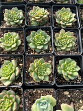 Load image into Gallery viewer, Echeveria Tesla - April Farm/Rare Succulents