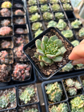 Load image into Gallery viewer, Echeveria Tesla - April Farm/Rare Succulents