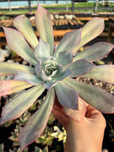 Load image into Gallery viewer, Echeveria Blue light - April Farm/Rare Succulents