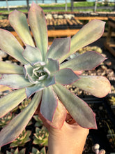 Load image into Gallery viewer, Echeveria Blue light - April Farm/Rare Succulents