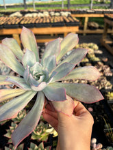 Load image into Gallery viewer, Echeveria Blue light - April Farm/Rare Succulents