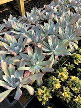 Load image into Gallery viewer, Echeveria Blue light - April Farm/Rare Succulents