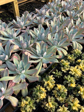 Load image into Gallery viewer, Echeveria Blue light - April Farm/Rare Succulents