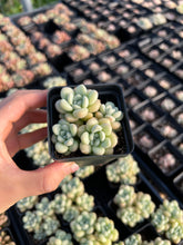 Load image into Gallery viewer, Graptosedum bubble candy - April Farm/Rare Succulents