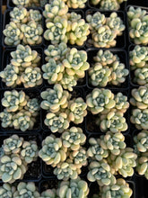 Load image into Gallery viewer, Graptosedum bubble candy - April Farm/Rare Succulents