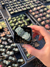 Load image into Gallery viewer, Haworthia Truncata "white porcelain" - April Farm/Rare Succulents