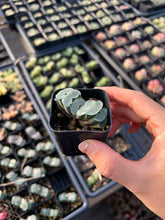 Load image into Gallery viewer, Haworthia Truncata "white porcelain" - April Farm/Rare Succulents