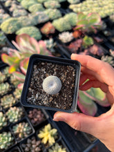 Load image into Gallery viewer, Epithelantha Bokei - April Farm/Rare Succulents