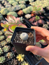 Load image into Gallery viewer, Epithelantha Bokei - April Farm/Rare Succulents