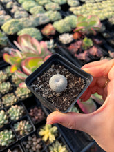 Load image into Gallery viewer, Epithelantha Bokei - April Farm/Rare Succulents