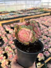 Load image into Gallery viewer, Aeonium Variegated Pink Whisper Cluster - April Farm/Rare Succulent