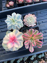 Load image into Gallery viewer, Variegated Rainbow Combo - April Farm/Rare Succulents