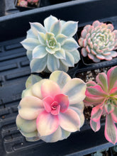 Load image into Gallery viewer, Variegated Rainbow Combo - April Farm/Rare Succulents