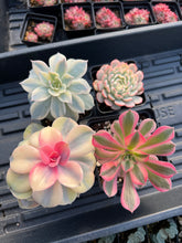 Load image into Gallery viewer, Variegated Rainbow Combo - April Farm/Rare Succulents