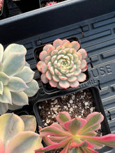 Load image into Gallery viewer, Variegated Rainbow Combo - April Farm/Rare Succulents