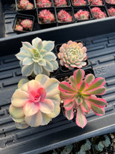 Load image into Gallery viewer, Variegated Rainbow Combo - April Farm/Rare Succulents