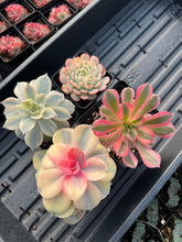 Load image into Gallery viewer, Variegated Rainbow Combo - April Farm/Rare Succulents