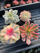 Load image into Gallery viewer, Variegated Rainbow Combo - April Farm/Rare Succulents