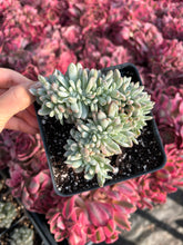 Load image into Gallery viewer, Echeveria crested Frost in fall - April Farm/Rare Succulents