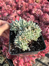 Load image into Gallery viewer, Echeveria crested Frost in fall - April Farm/Rare Succulents