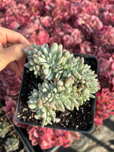 Load image into Gallery viewer, Echeveria crested Frost in fall - April Farm/Rare Succulents