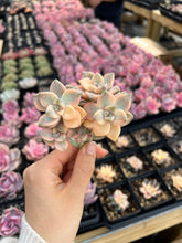 Load image into Gallery viewer, Graptopetalum Variegated Tituban - April Farm/Rare Succulents