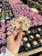 Load image into Gallery viewer, Graptopetalum Variegated Tituban - April Farm/Rare Succulents