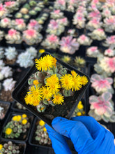 Load image into Gallery viewer, Conophytum Bilobum(splitting) - April Farm/Rare Succulents